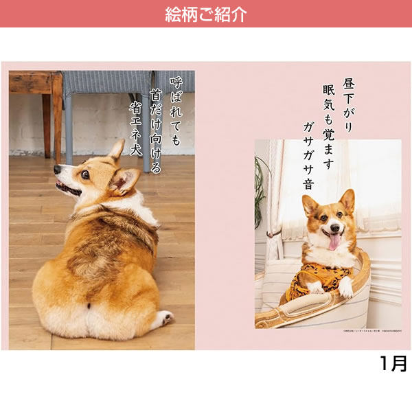 2026 カレンダー 壁掛け APJ 020 コーギー川柳 2025年12月始り FSC認証