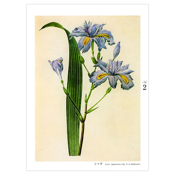 河出書房新社 大人の塗り絵 花とフルーツ編 P・J・ルドゥーテ W