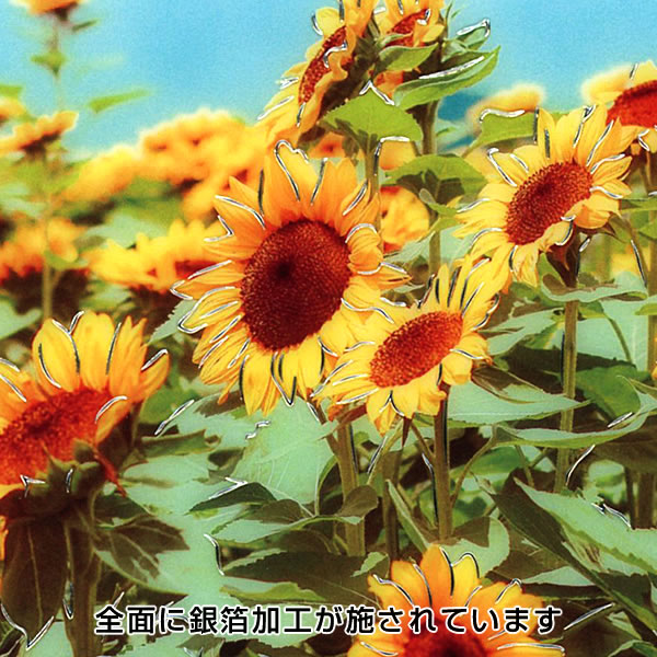 RYU-RYU（リュリュ） 夏カード 透明うちわカード ひまわり STOC-02