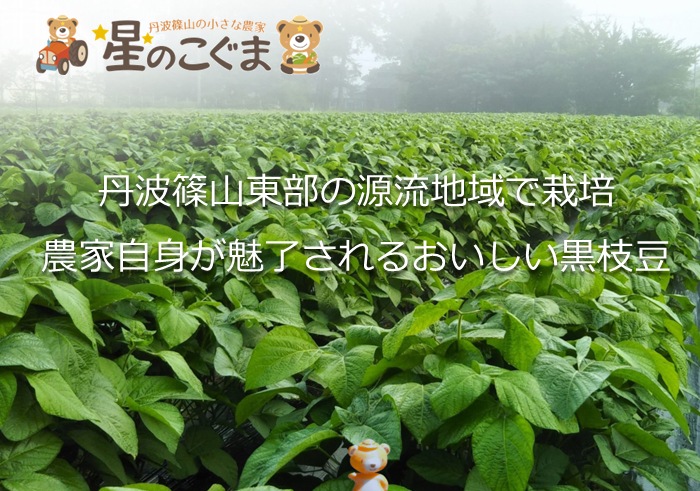 丹波篠山黒枝豆