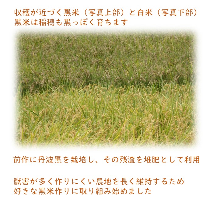 黒米