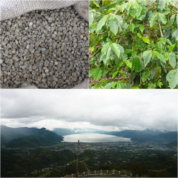 無農薬・有機栽培100% マンデリンコーヒー栽培の様子