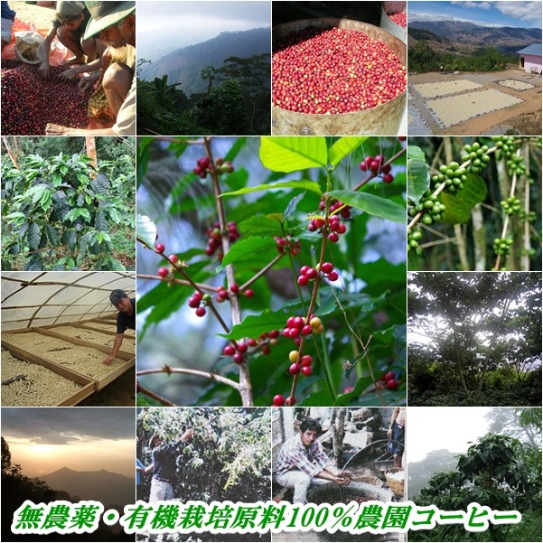 無農薬・有機栽培100% コーヒー農園の様子