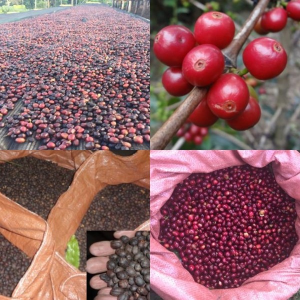 農薬を使っていない農園コーヒー エチオピア モカ シャキッソ 500g