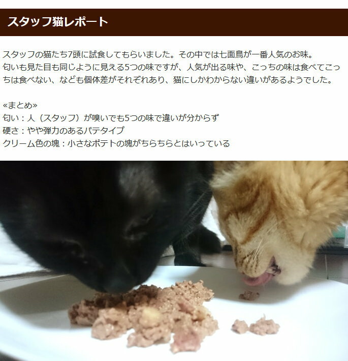 スタッフ猫レポート