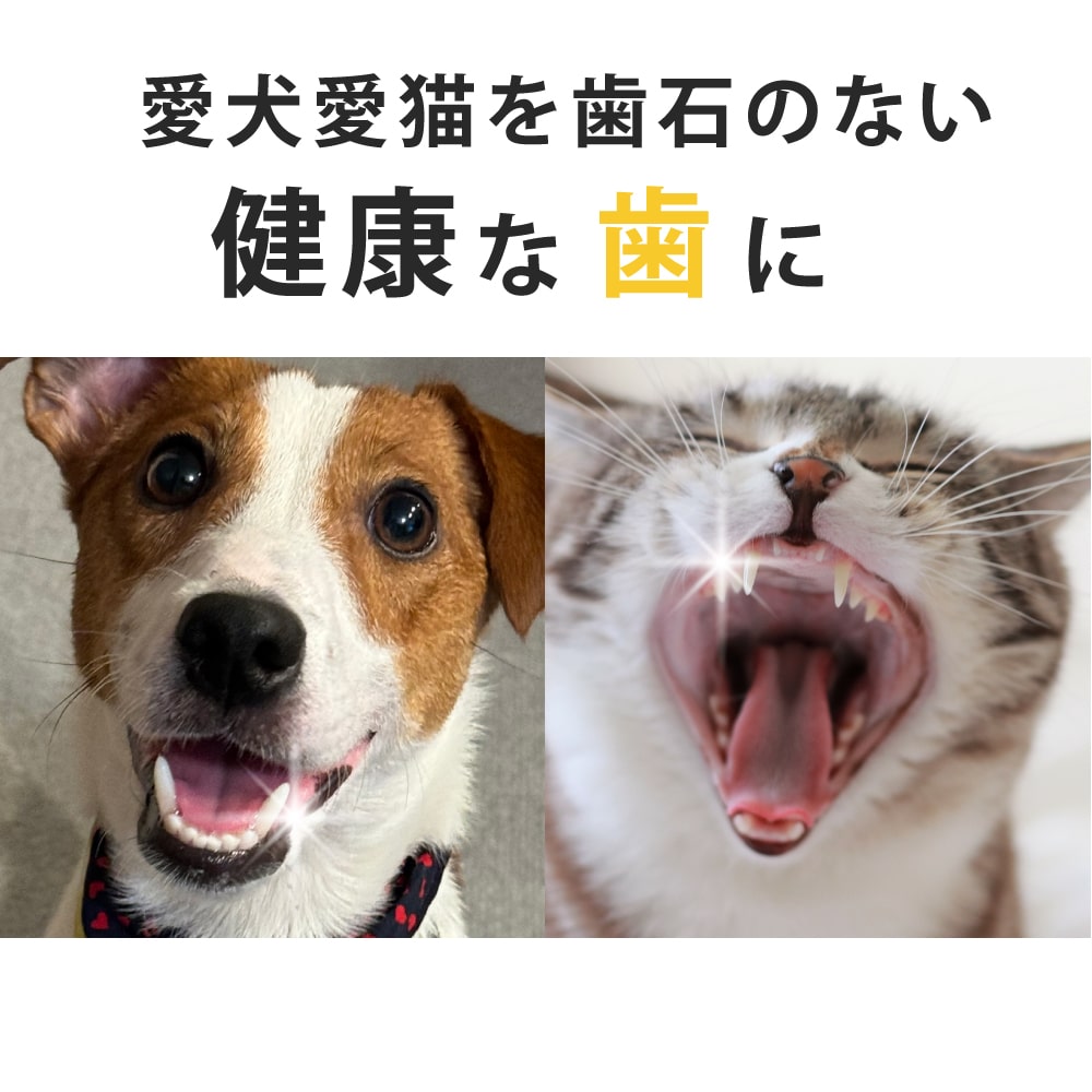 愛犬・愛猫用歯石取りペンチとスケーラーセット : dent-0006-6 : 犬手作りごはん帝塚山ハウンドカム - 通販 - Yahoo!ショッピング