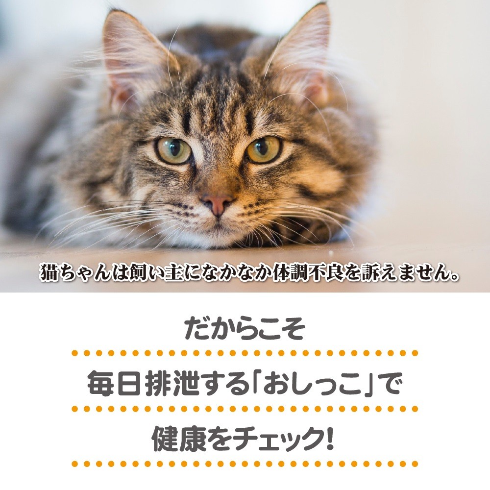 猫はなかなか体調不良を訴えません