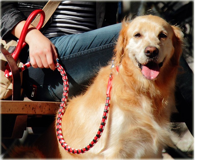 犬 リード 革 レザー ASHU*ピッチ リード サイズ L 中型犬〜大型犬