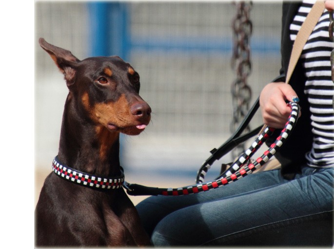 ASHU 犬 リード 革 レザー ASHU*ピッチ サイズ L 中型犬〜大型犬 ASHU 犬 リード 革 レザー ASHU*ピッチ サイズ L 中型犬〜大型犬