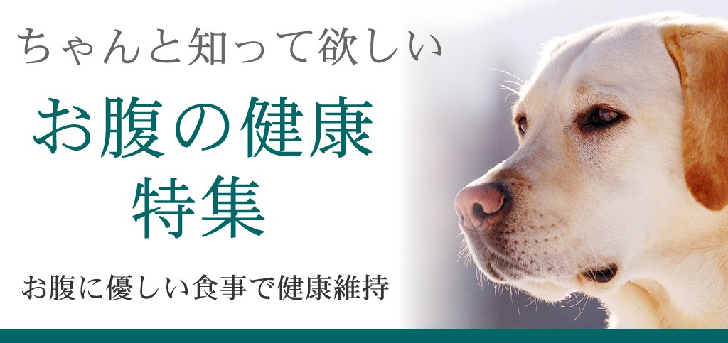 お腹の健康維持特集 犬手作りごはん帝塚山ハウンドカム 通販 Yahoo ショッピング