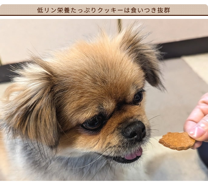食べなくて悩んでいる愛犬に