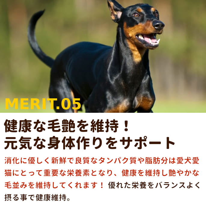 犬 生肉 新鮮 馬肉ミンチ 小分けトレー 3kg｜houndcom｜06