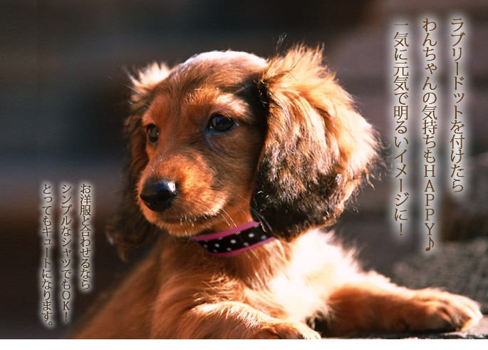 犬 首輪 ラブリードット サイズＬ 大型犬用 カラー・首輪 : s-010 : 犬 