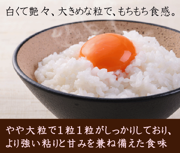 数量限定] 無洗米 5kg×2 広島県産 恋の予感 10kg 令和4年産 送料無料 特A お米マイスター厳選 精米HACCP認定工場 :  y-mhyky005-2 : ハーベストシーズン - 通販 - Yahoo!ショッピング