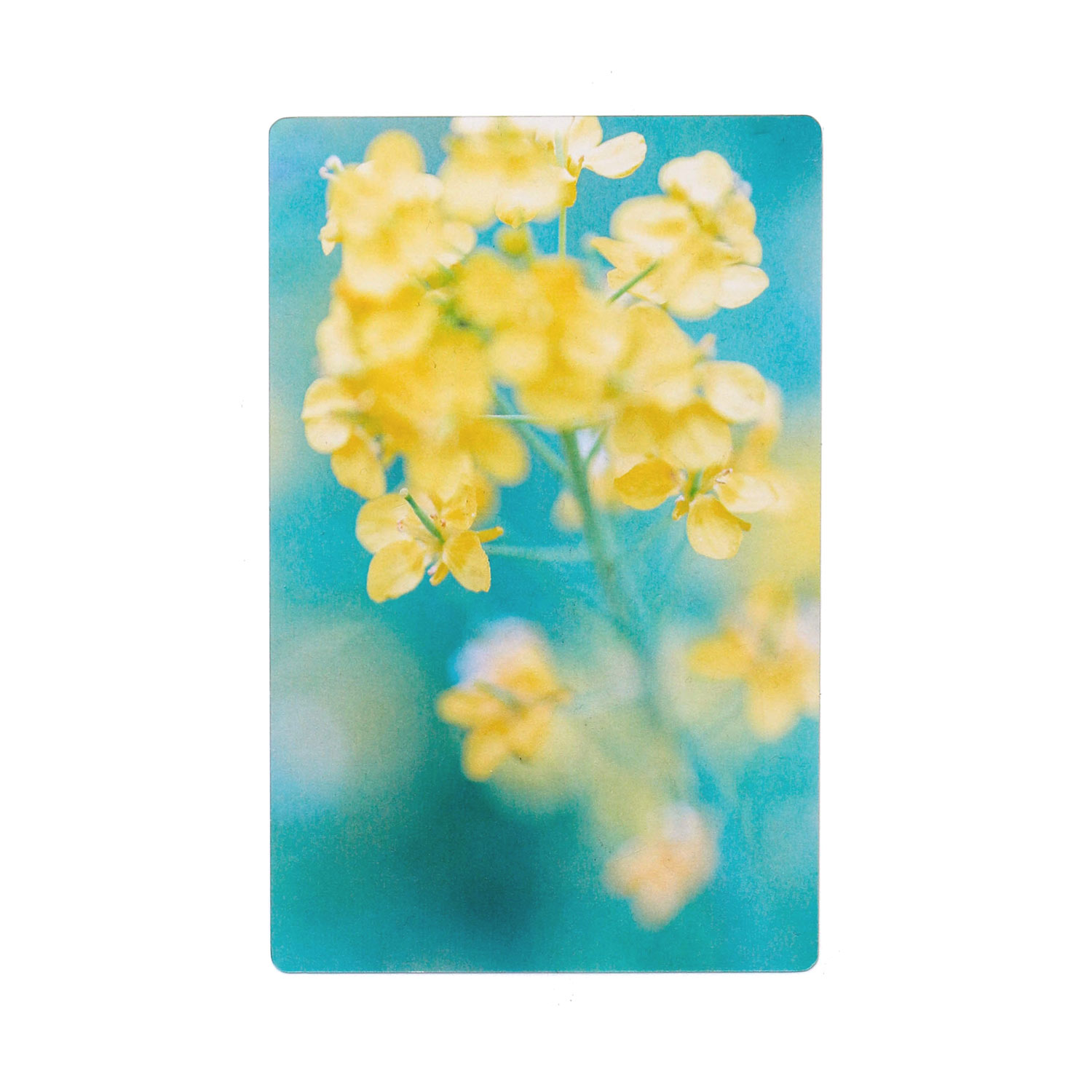 透明写真栞 しおり 文庫 かわいい 透明 ブックマーカー ブックマーク 読書 |  | 21