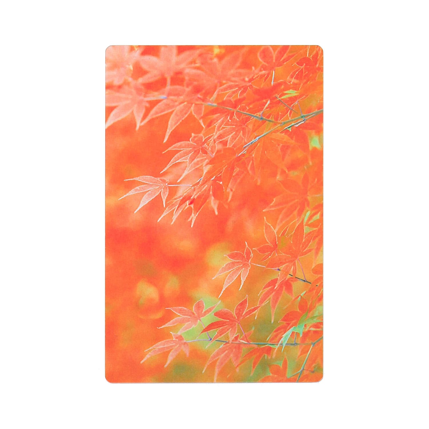 透明写真栞 しおり 文庫 かわいい 透明 ブックマーカー ブックマーク 読書 |  | 22