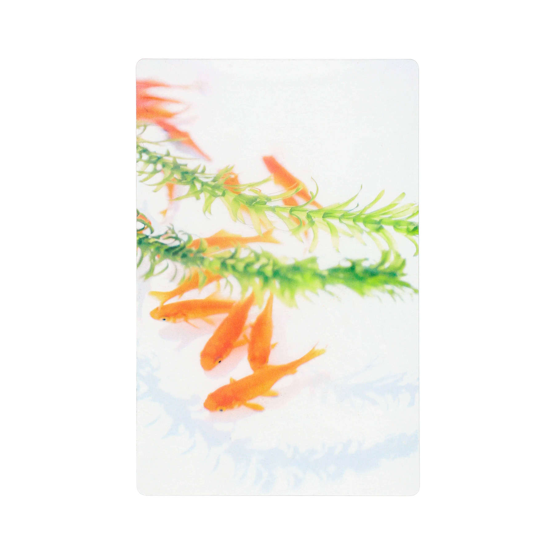 透明写真栞 しおり 文庫 かわいい 透明 ブックマーカー ブックマーク 読書 |  | 26