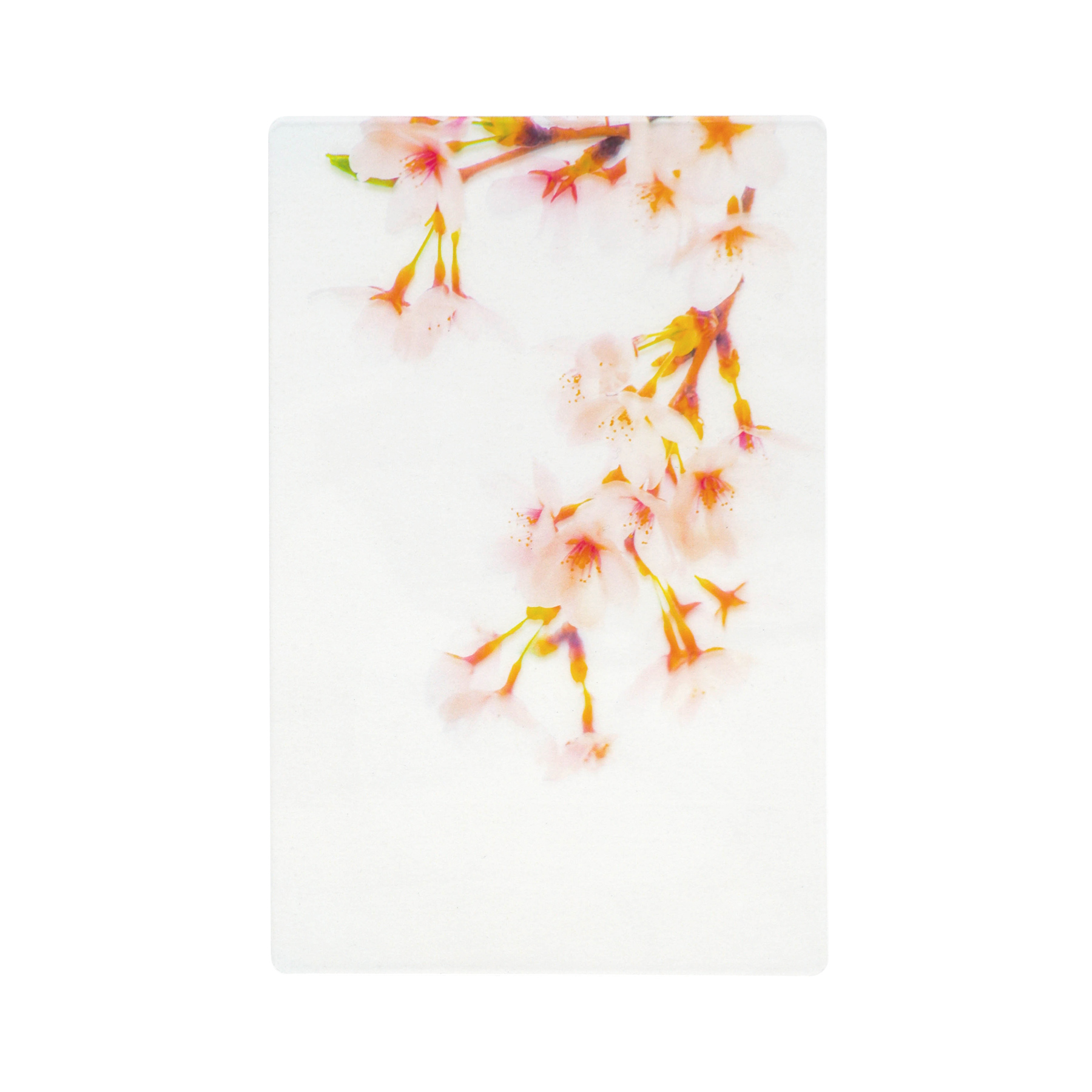Photo & focus 透明写真栞 |  | 01