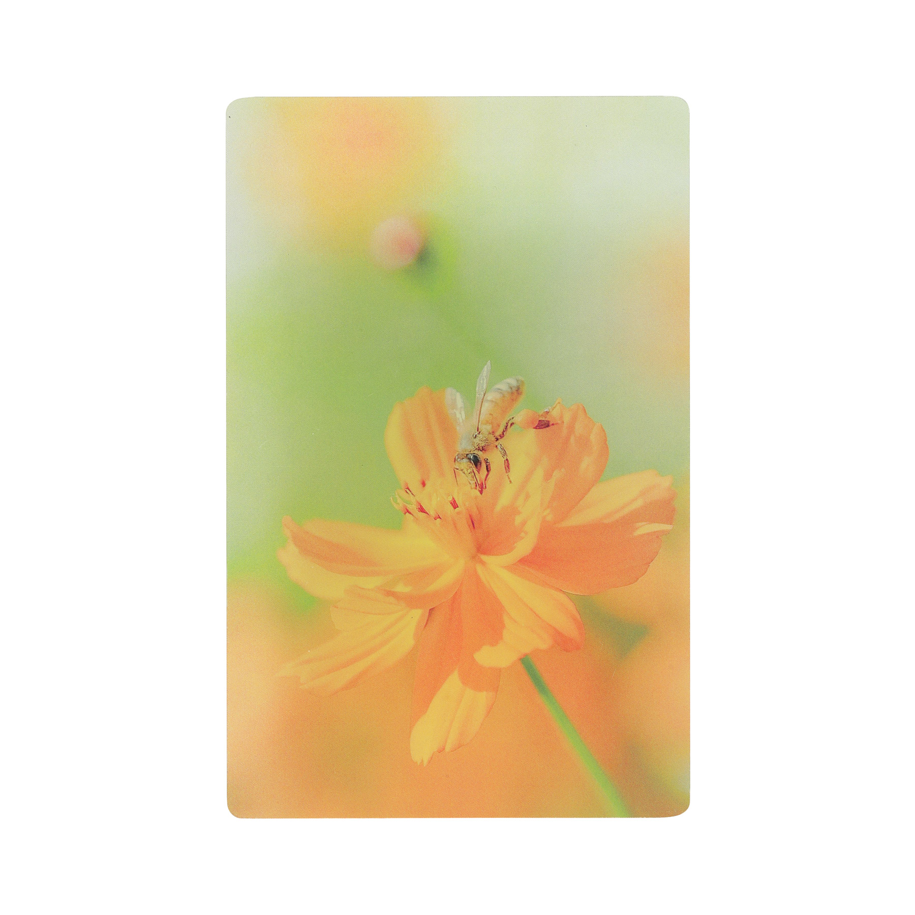 Photo & focus 透明写真栞 |  | 07