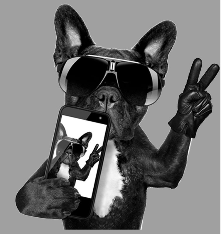 197 Surfer dog フレブル アイロン転写シート 楽天市場】うちの子 わんこ 名入れ アイロンプリントシート DTF