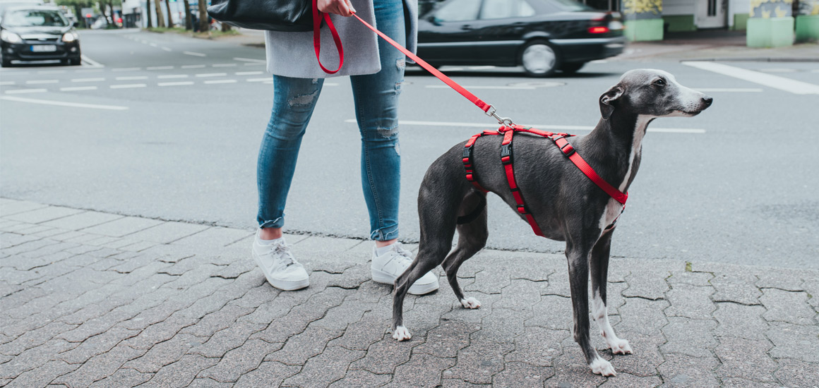 ハンター 犬用 パニックハーネス 脱走防止ハーネス M-L 中型犬 大型犬