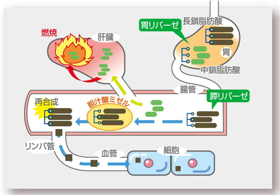 ココヤシの泉 ナチュレオ