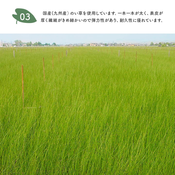 い草ラグ 日本製 トトロ 和ごころ 176×230cm い草カーペット となりの