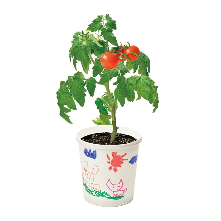 ガーデニングセット　園芸家庭菜園 すくすく栽培セットBOX ギフト 日本製 野菜 キット 土セット