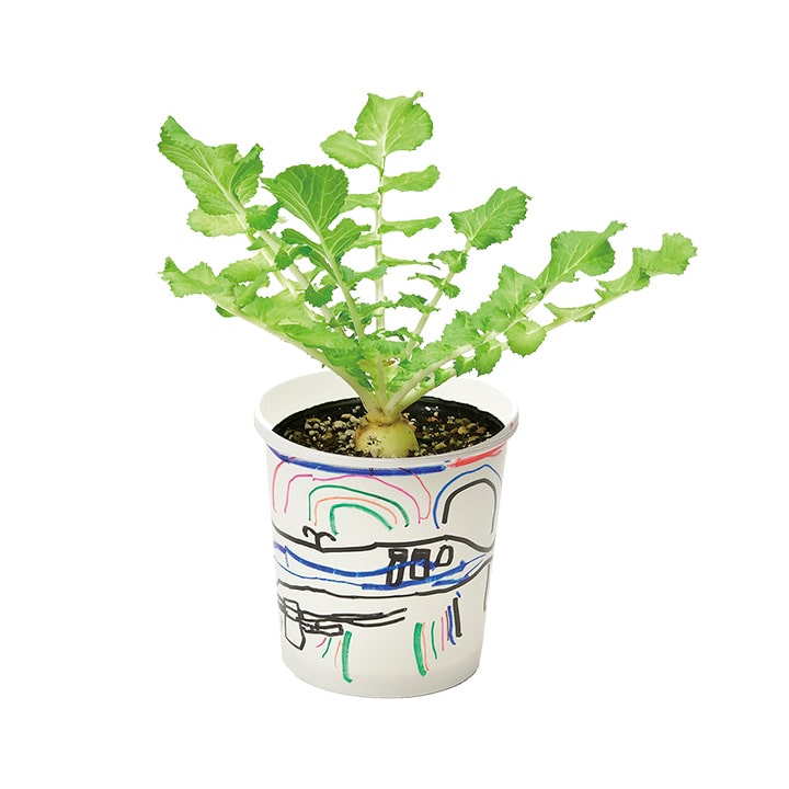 ガーデニングセット　園芸家庭菜園 すくすく栽培セットBOX ギフト 日本製 野菜 キット 土セット