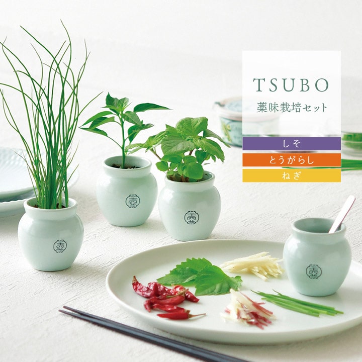 栽培キット TSUBO しそ とうがらし ねぎ 栽培セット 青磁風 陶器 壺日本製 薬味 野菜 やさい キット 土セット 家庭菜園 ガーデニング 食育  自由研究