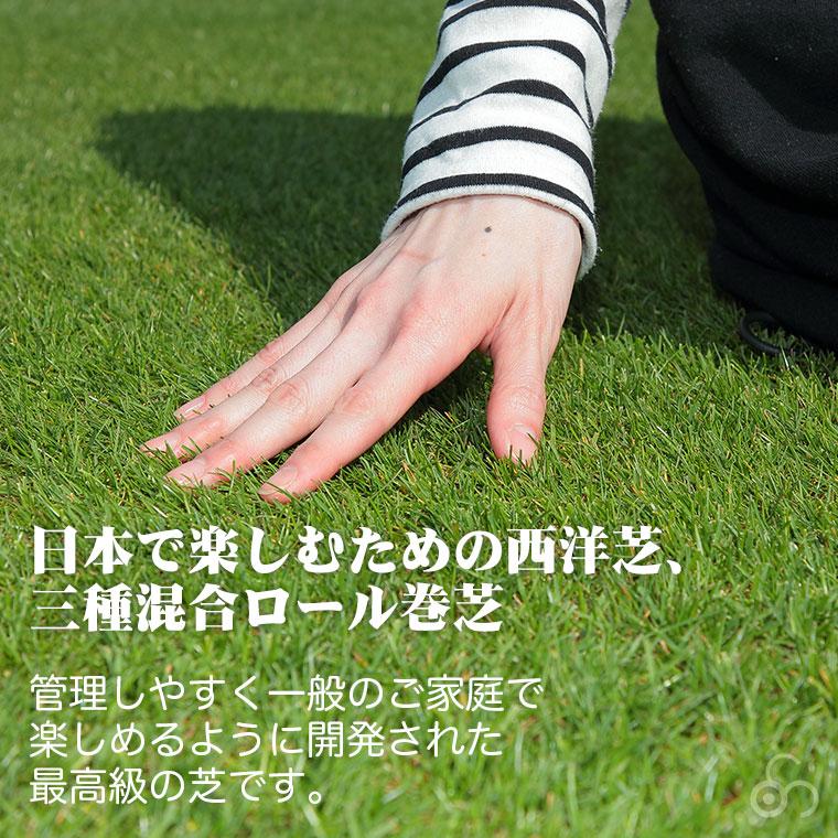 芝生 天然芝 三種混合ロール巻芝 (芝生 通販)｜iberia｜04