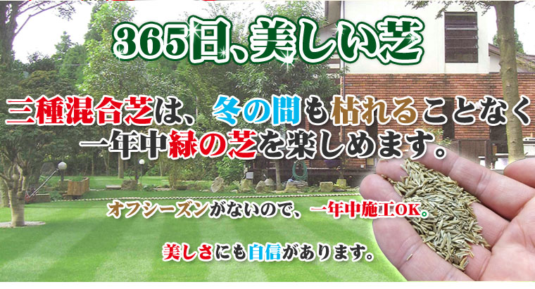 三種混合芝 種