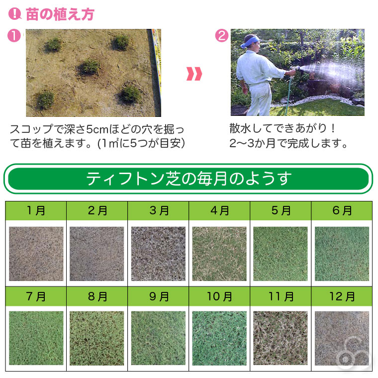 毎月の芝生の様子
