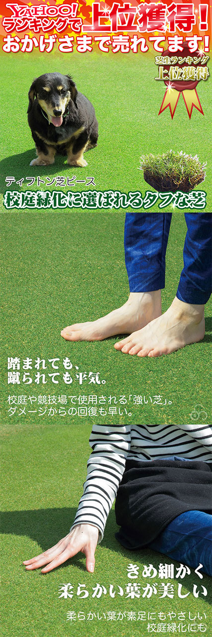 365日、美しい芝　三種混合芝は、冬の間も枯れることなく１年中緑の芝を楽しめます。オフシーズンがないので、１年中施工OK。美しさにも自信があります。