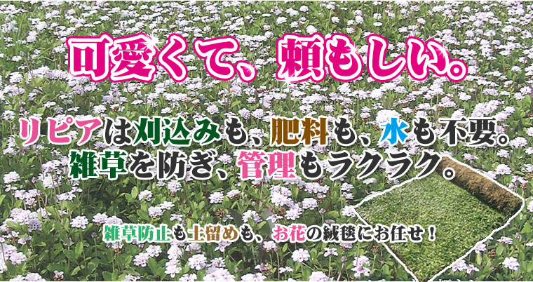 365日、美しい芝　三種混合芝は、冬の間も枯れることなく１年中緑の芝を楽しめます。オフシーズンがないので、１年中施工OK。美しさにも自信があります。