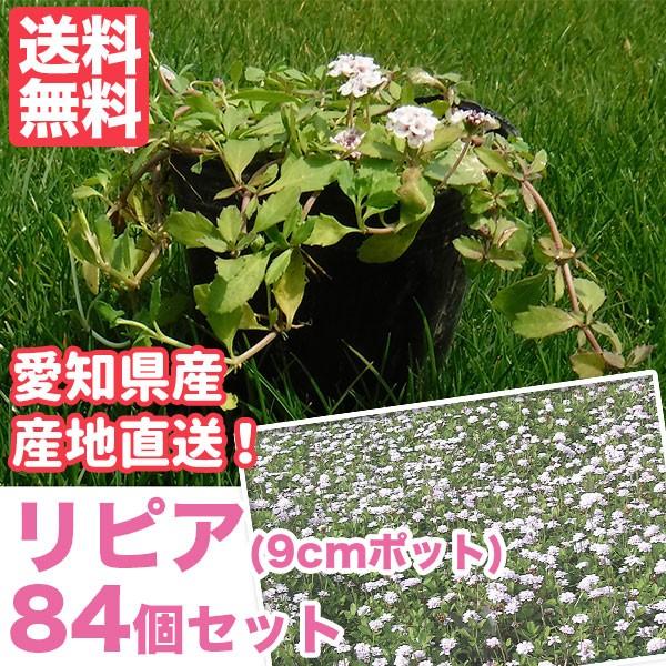 芝生 天然芝 花マット リピア(ヒメイワダレソウ) 9cmポット×84個 花マット グランドカバー