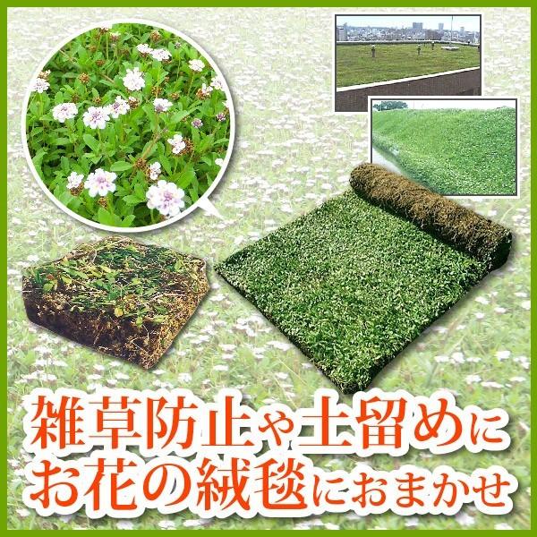 芝生 天然芝 花マット リピア ヒメイワダレソウ ピース 1ケース50個入