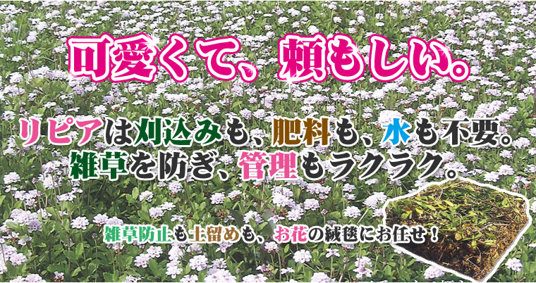 365日、美しい芝　三種混合芝は、冬の間も枯れることなく１年中緑の芝を楽しめます。オフシーズンがないので、１年中施工OK。美しさにも自信があります。