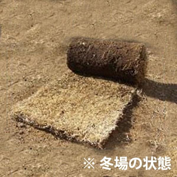 芝生 天然芝 野芝(ノシバ) ロール巻 (芝生 通販)｜iberia｜02