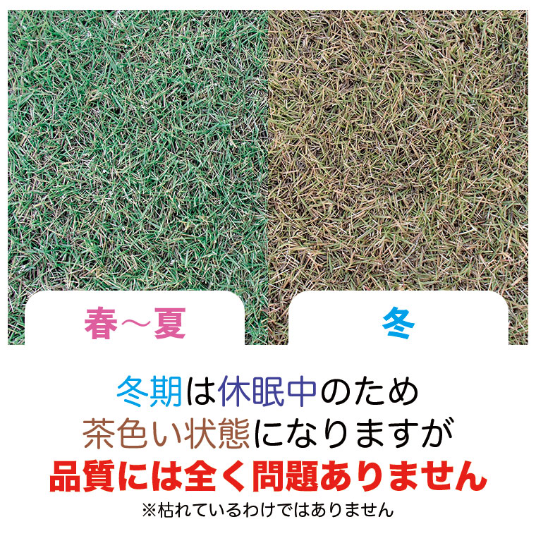 姫高麗芝の毎月の様子