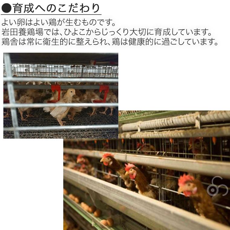 特製カステラ 2本入り 厳選赤玉大 10個入り 詰め合わせ 草原の琥珀 岩田養鶏場 岩田のおいしい卵 榛名 榛東村 送料無料