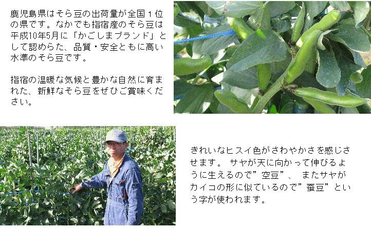 鹿児島県はそら豆の出荷量が全国1位の県です