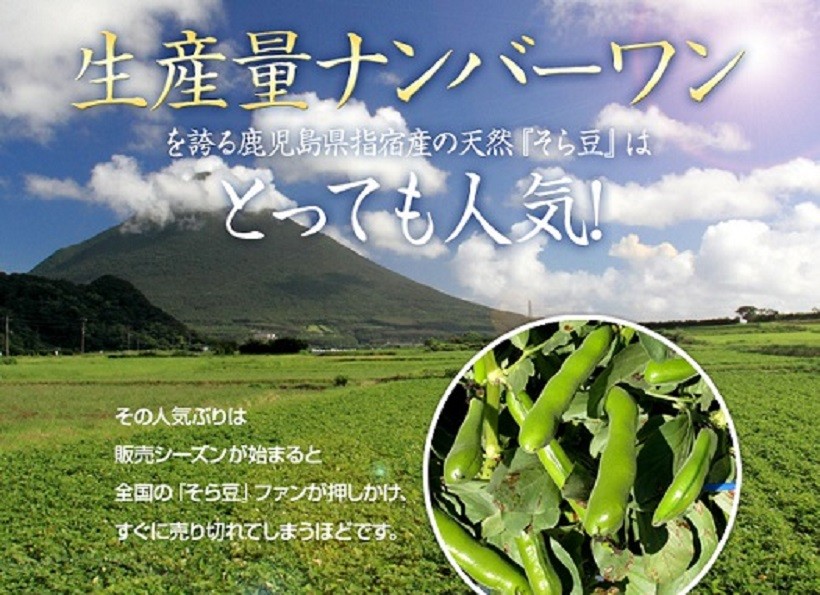 鹿児島県指宿産の天然そら豆はとっても人気