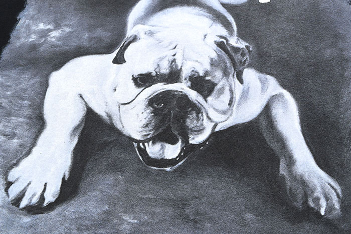 STUSSY ステューシー Tシャツ 半袖 メンズ Bulldog ( stussy tee