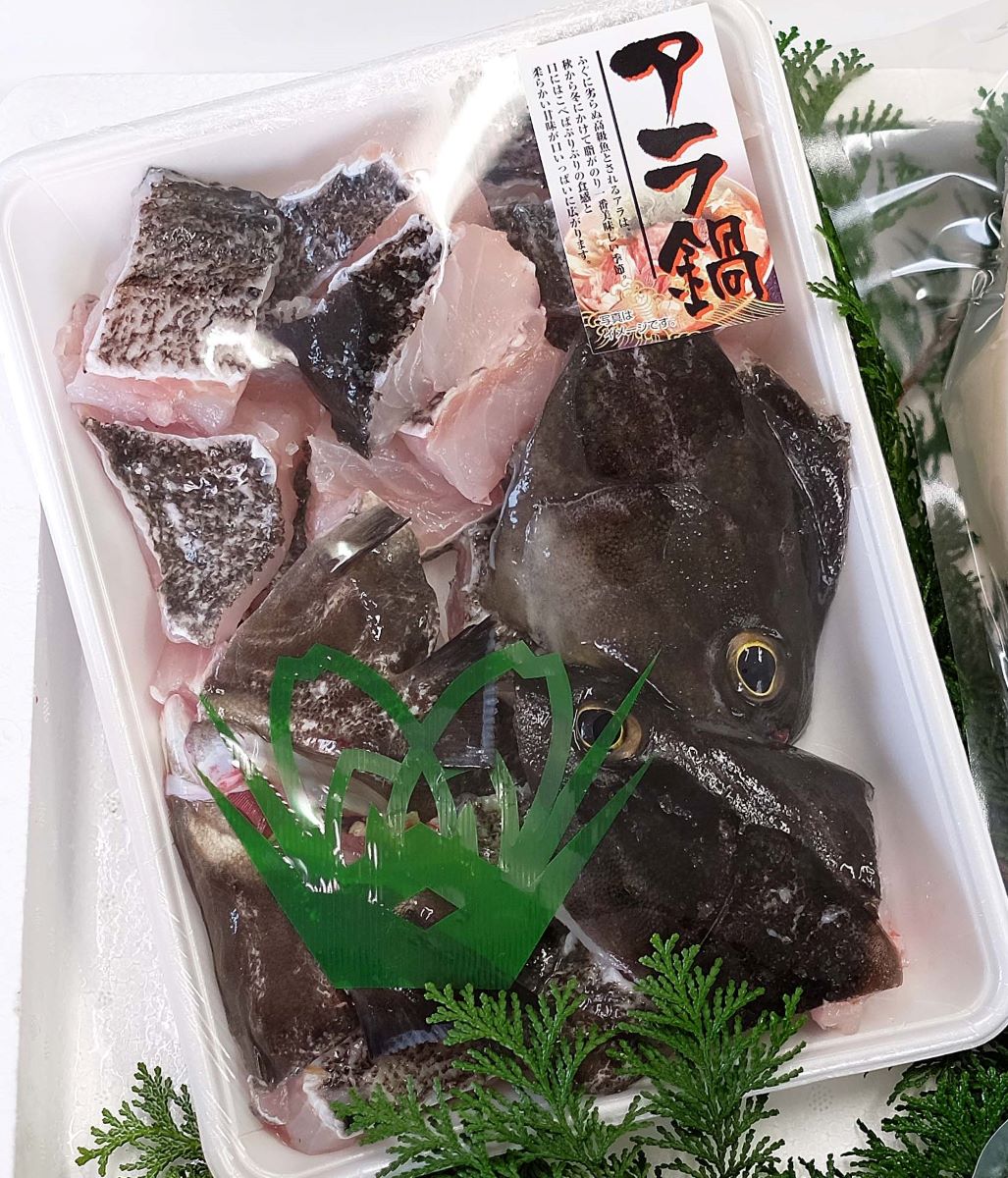 対馬の天然クエ 1.2キロ(3〜4人前) tusima-kue1.2 高級魚 新鮮 天然 