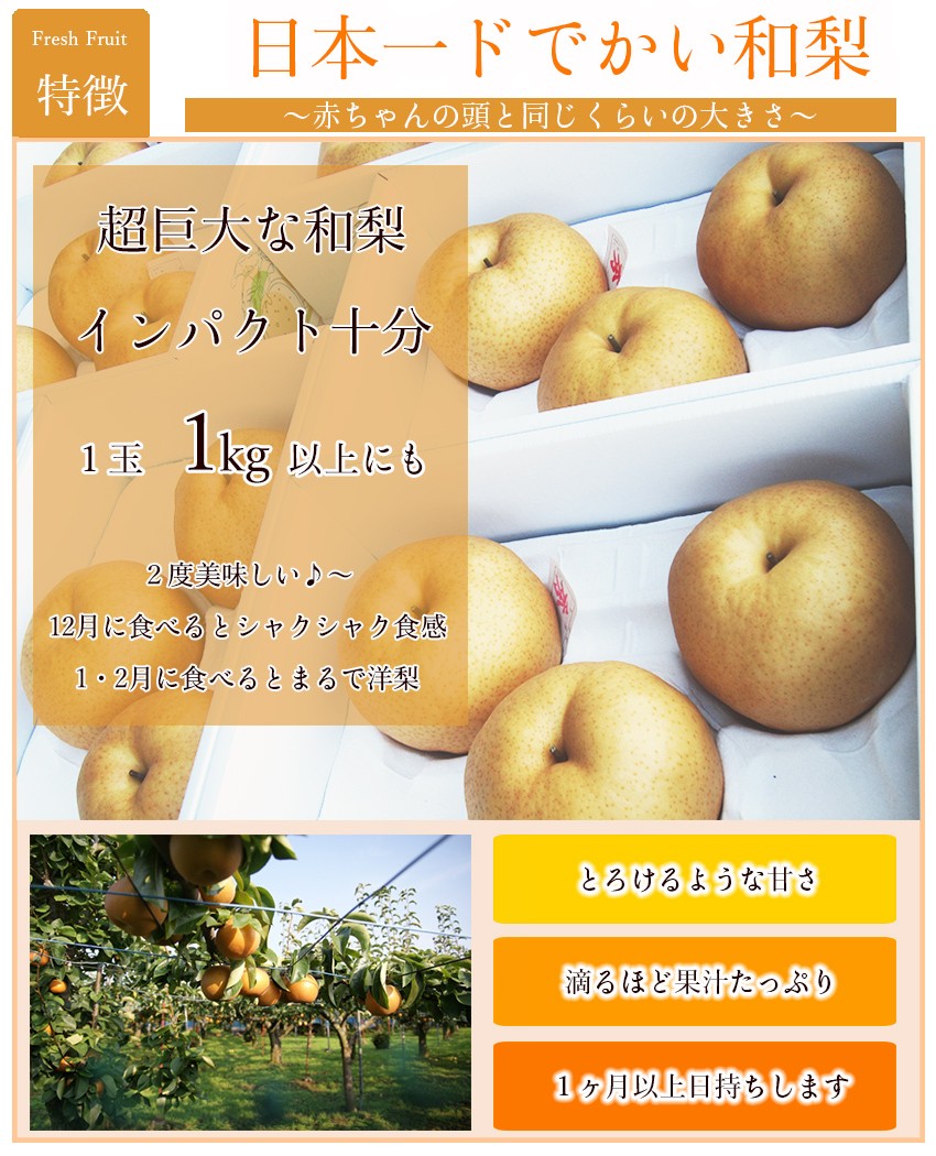 2022 お歳暮 ギフト 岡山県産 あたご梨 ロイヤル2玉 大玉2.4kg 贈答用 お歳暮 ギフト 梨 和梨 愛宕梨 スイーツ 果物 フルーツ  【12月上旬より発送】 :atago1-224-01:岡山市場工房 - 通販 - Yahoo!ショッピング