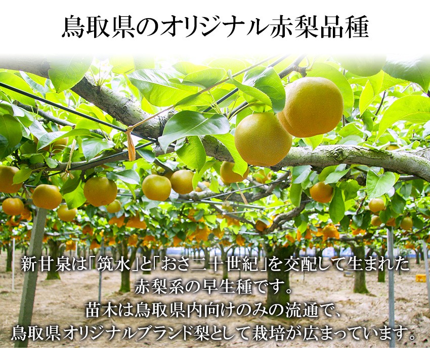 梨 新甘泉 しんかんせん 赤秀 6L〜5Lサイズ 8-12玉約5kg 贈答用 ギフト