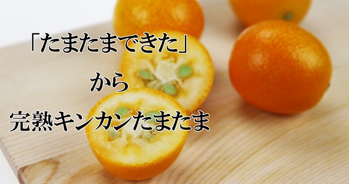 訳あり 完熟 金柑 たまたま 家庭用 L-3Lサイズ 3kg 宮崎県産 訳あり 完熟 金柑 たまたま 家庭用 L-3Lサイズ 3kg 宮崎県産