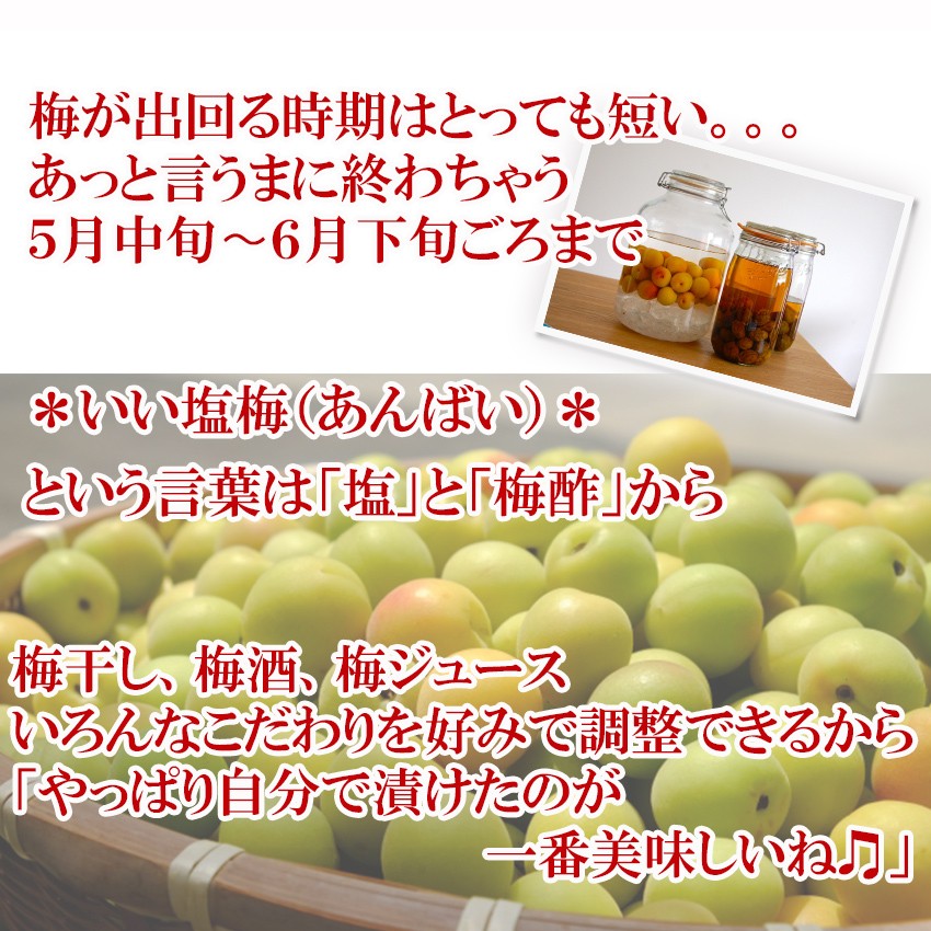 ポーラーベアー　愛媛県産 七折梅 10Kg 楽天市場】【ふるさと納税】七折小梅（生梅）4kg※2025年5月下旬