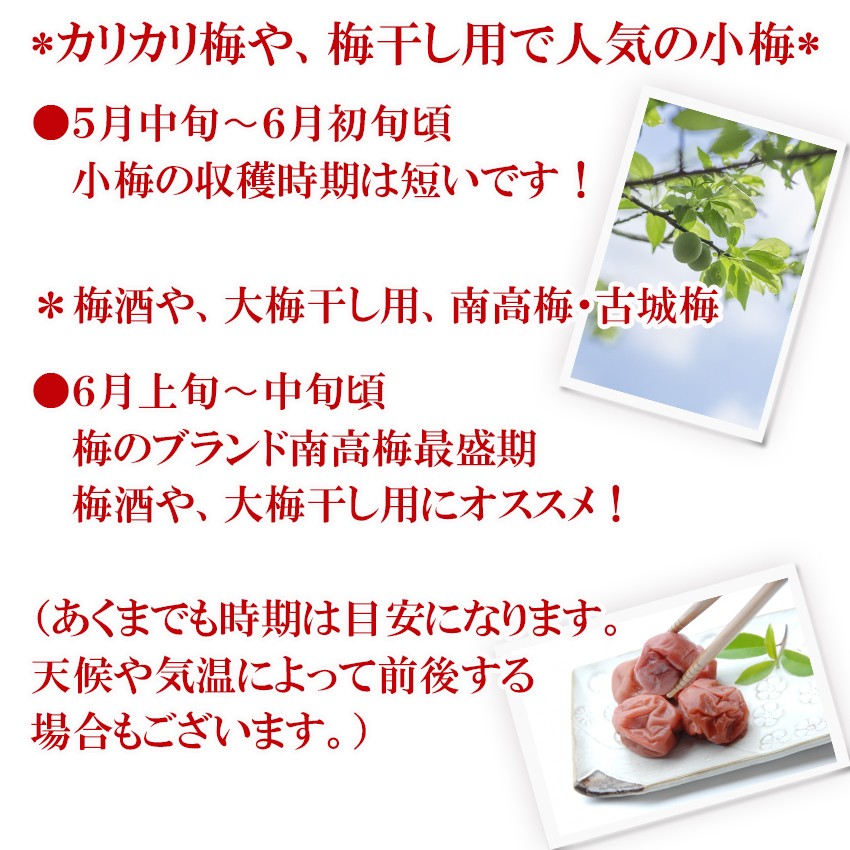 南高梅 4L 約10kg 秀品 和歌山県産 (生梅) 梅 紀州 うめぼし 梅酒 JA